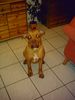 Bordeauxdogge Foto: Bin ich nicht schön ???? (ID 13212) Bordeauxdogge Hund