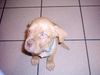 Bordeauxdogge Foto: Hier bin ich 9 Wochen jung :-) (ID 13213) Bordeauxdogge Hund