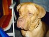 Bordeauxdogge Foto: Können diese Augen Lügen ??? (ID 13814) Bordeauxdogge Hund