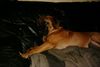 Bordeauxdogge Foto: Karla fühlt sich einfach wohl (ID 5958) Bordeauxdogge Hund