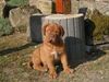 Bordeauxdogge Foto: Unser Luca (2 Monate) in der großen Welt! (ID 16506) Bordeauxdogge Hund