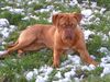 Bordeauxdogge Foto: Luca und der erste Schnee! (ID 16507) Bordeauxdogge Hund