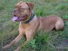 Bordeauxdogge Foto: Cleo (12 Monate) (ID 26121) Bordeauxdogge Hund