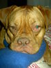 Bordeauxdogge Foto: Cleo (12 Monate) (ID 26120) Bordeauxdogge Hund