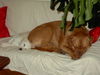 Bordeauxdogge Hund