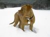 Bordeauxdogge Foto: meine 5 Monate alte Hündin (ID 19505) Bordeauxdogge Hund