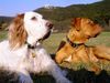 Bordeauxdogge Foto: Cleo & Nela (April 2005) (ID 20594) Bordeauxdogge Hund