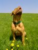 Bordeauxdogge Foto: meine kleine 2.... (ID 21624) Bordeauxdogge Hund