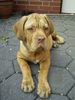 Bordeauxdogge Foto: Paula (4 Monate) (ID 20954) Bordeauxdogge Hund