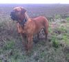 Bordeauxdogge Foto: Dusty (ID 27304) Bordeauxdogge Hund