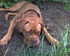 Bordeauxdogge Hund