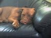 Bordeauxdogge Foto: immer noch beim schnarchen... (ID 24994) Bordeauxdogge Hund