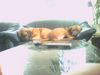 Bordeauxdogge Foto: zu zweit ist's doch am schönsten... (ID 24992) Bordeauxdogge Hund