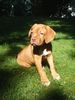 Bordeauxdogge Foto: Balthasar, 12 Wochen (ID 16228) Bordeauxdogge Hund