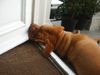Bordeauxdogge Foto: Bequem so ...? :-) (ID 21615) Bordeauxdogge Hund