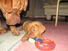 Bordeauxdogge Foto: Scarlett+Quentin von der Burg Lübeneck (ID 26225) Bordeauxdogge Hund