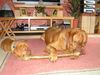 Bordeauxdogge Foto: Scarlett+Quentin von der Burg Lübeneck (ID 26224) Bordeauxdogge Hund