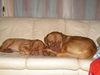 Bordeauxdogge Foto: Scarlett+Quentin von der Burg Lübeneck (ID 27665) Bordeauxdogge Hund