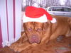 Bordeauxdogge Foto: Frohe Weihnachten 2005 von Sumo (ID 27559) Bordeauxdogge Hund