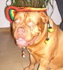 Bordeauxdogge Foto: Frohe Weihnachten 2005 von Sumo (ID 27560) Bordeauxdogge Hund