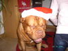 Bordeauxdogge Foto: Frohe Weihnachten ( Sumo ) (ID 27576) Bordeauxdogge Hund