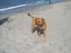 Bordeauxdogge Foto: BX - 10 Monate (ID 20736) Bordeauxdogge Hund