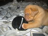 Bordeauxdogge Foto: 3 Wochen alt (ID 26379) Bordeauxdogge Hund