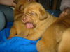 Bordeauxdogge Foto: 3 Wochen alt (ID 26380) Bordeauxdogge Hund