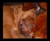 Bordeauxdogge Foto: Was der Pepper da wohl träumt...? (ID 15821) Bordeauxdogge Hund