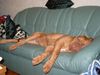 Bordeauxdogge Foto: einfach supi die seite* ich heiße PEPPER (ID 13979) Bordeauxdogge Hund