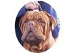 Bordeauxdogge Foto: BordeauxDogge from Mexico (ID 1474) Bordeauxdogge Hund