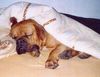 Bordeauxdogge Foto: ...ohhh sooo nett ists nur im Bett.... :o) (ID 11594) Bordeauxdogge Hund