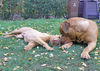 Bordeauxdogge Foto: Benson&sein Halbbruder Ben (ID 26685) Bordeauxdogge Hund