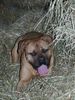 Bordeauxdogge Foto: Emma ca. 1 Jahr alt (ID 15652) Bordeauxdogge Hund