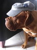 Bordeauxdogge Foto: Des bin ich auch in Dänemark... (ID 40127) Bordeauxdogge Hund