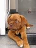 Bordeauxdogge Foto: SITA my best friend (ID 17165) Bordeauxdogge Hund