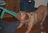 Bordeauxdogge Foto: Diesel is Pflegehund fuer ueber 1 Jahr.. I love this dog (ID 20011) Bordeauxdogge Hund