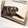 Bordeauxdogge Hund