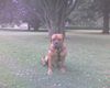 Bordeauxdogge Foto: so ein hübscher......... (ID 24998) Bordeauxdogge Hund