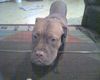 Bordeauxdogge Foto: ich will auch was haben..... (ID 24991) Bordeauxdogge Hund