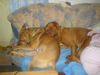 Bordeauxdogge Foto: wie ein altes Ehepaar (ID 25403) Bordeauxdogge Hund