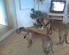 Bordeauxdogge Foto: immer schön aufpassen......... (ID 24999) Bordeauxdogge Hund