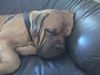 Bordeauxdogge Foto: ich schlafe gerne.....:o)) (ID 25002) Bordeauxdogge Hund