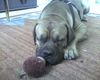 Bordeauxdogge Foto: Dusty 11 Monate alt......... (ID 24997) Bordeauxdogge Hund