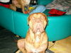 Bordeauxdogge Foto: jo da guggste (ID 26897) Bordeauxdogge Hund