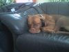 Bordeauxdogge Foto: Emma (Braunmaske)......... (ID 25000) Bordeauxdogge Hund