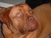 Bordeauxdogge Foto: Können diese Augen lügen?? (ID 16428) Bordeauxdogge Hund