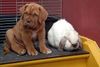 Bordeauxdogge Foto: Bruno, 9 Wochen und Nicolaus (ID 4076) Bordeauxdogge Hund