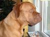 Bordeauxdogge Foto: Und so sieht Pepper heut aus mit 11 Monaten beim Nachbarn beobachten. (ID 15684) Bordeauxdogge Hund