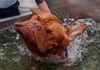Bordeauxdogge Foto: Das macht einfach nur Spaß!!! (ID 13663) Bordeauxdogge Hund